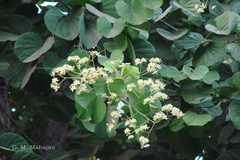 Bauhinia roxburghiana